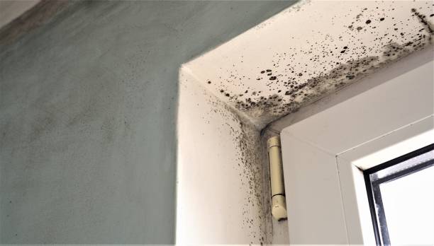 Best Water Damage & Mold Remediation  in Gouldtown, NJ