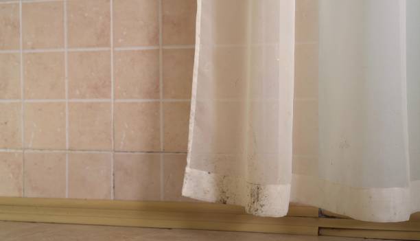Professional Mold Removal in Gouldtown, NJ