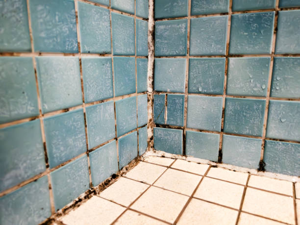 Best Air Quality Testing for Mold Spores  in Gouldtown, NJ
