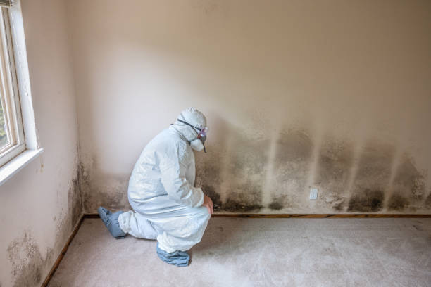 Best Emergency Mold Remediation  in Gouldtown, NJ